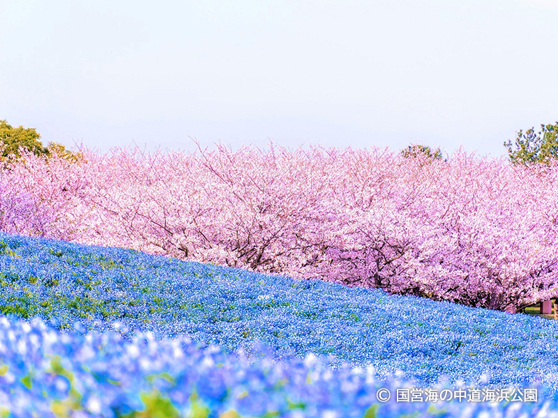 Uminonakamichi Seaside Park